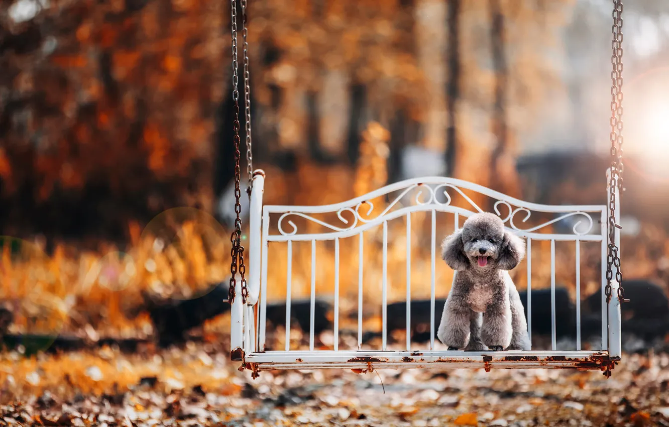 Photo wallpaper look, nature, pose, dog, face