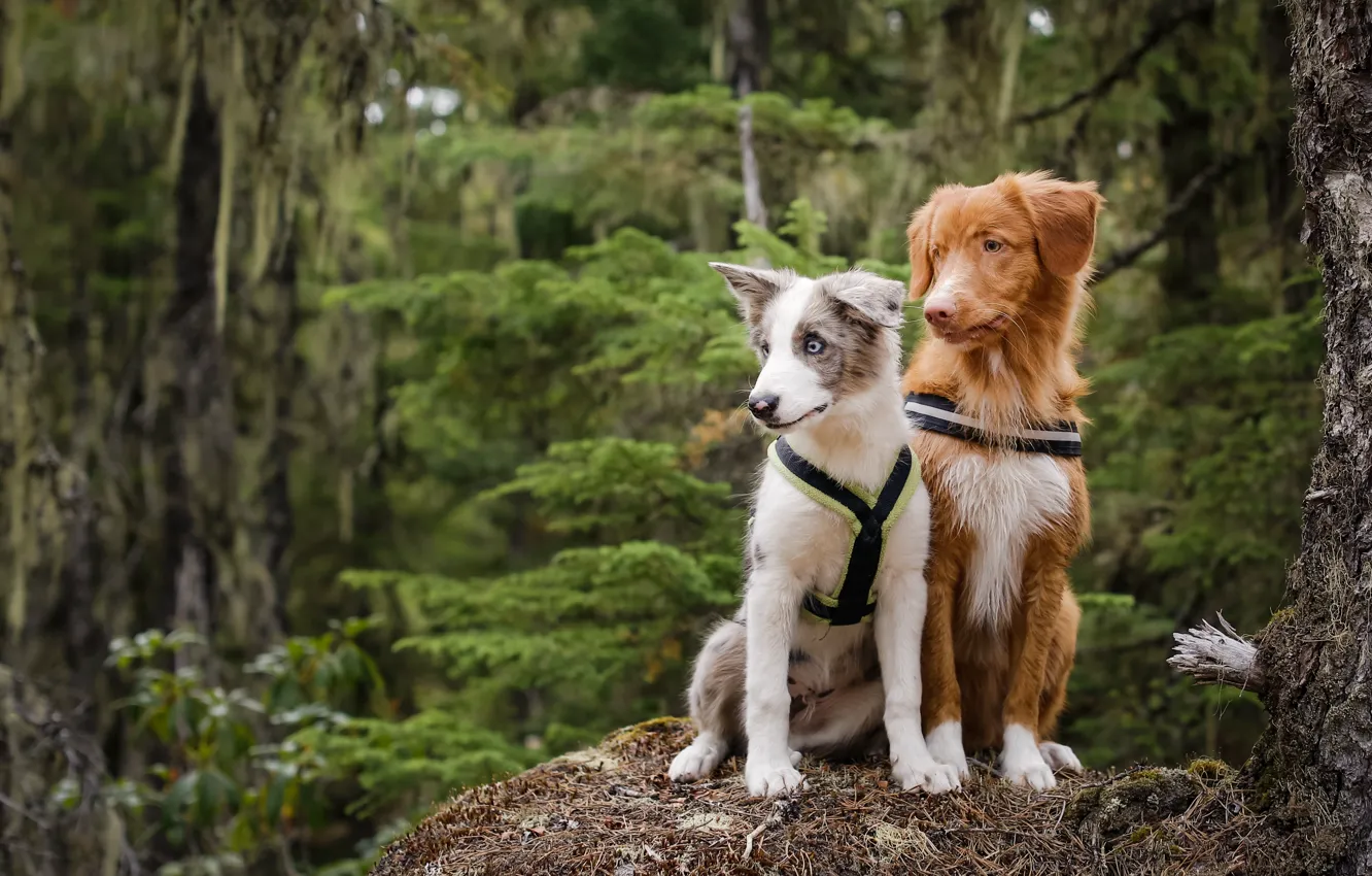 Photo wallpaper forest, dog, a couple