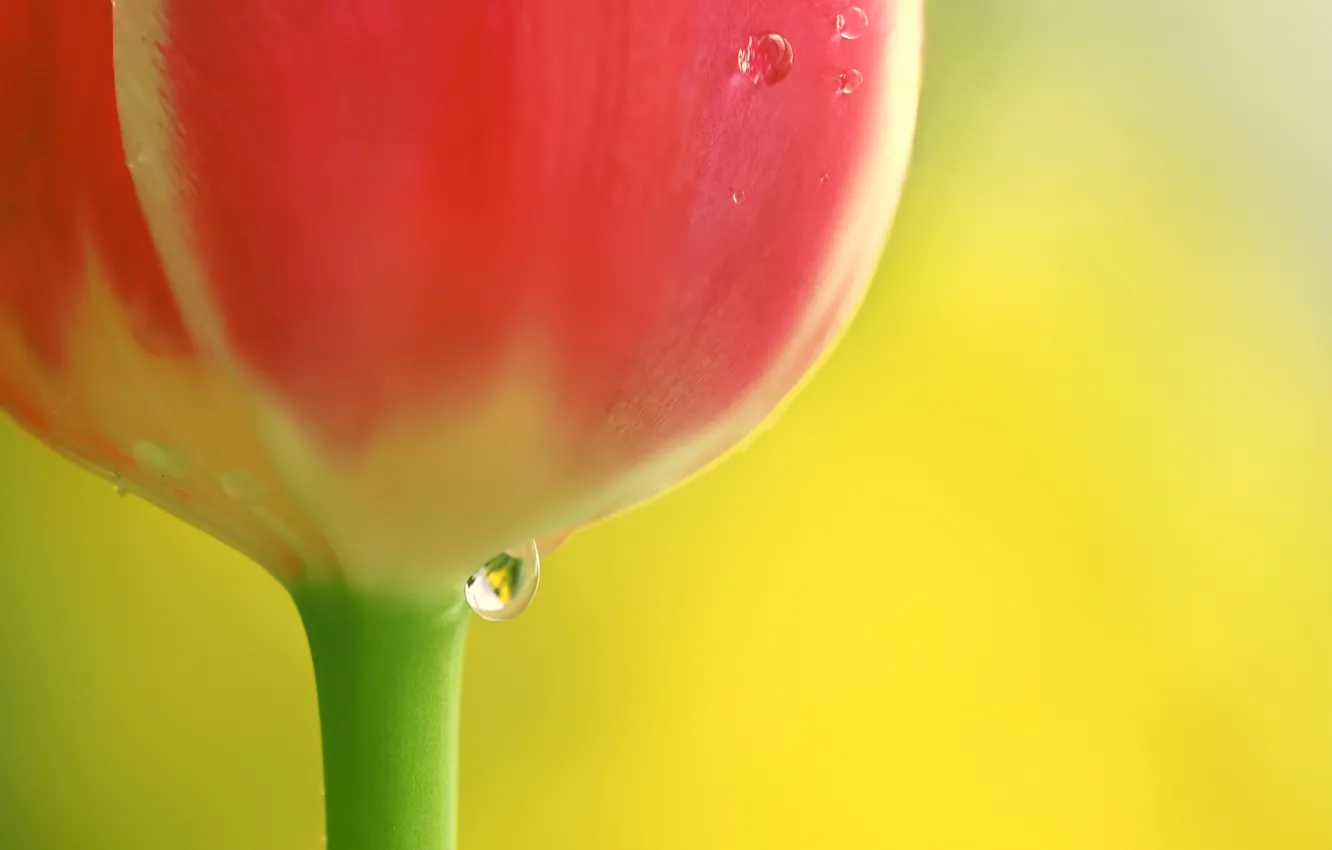 Photo wallpaper drops, flowers, tulips