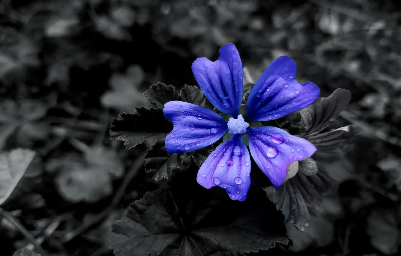 Photo wallpaper macro, flowers, nature, flower, macro, Black & Blue