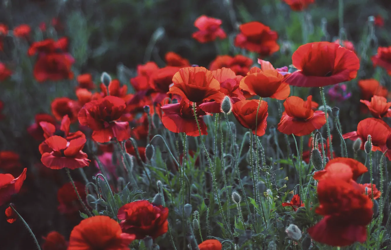 Photo wallpaper summer, flowers, red, Maki, bokeh, poppy field