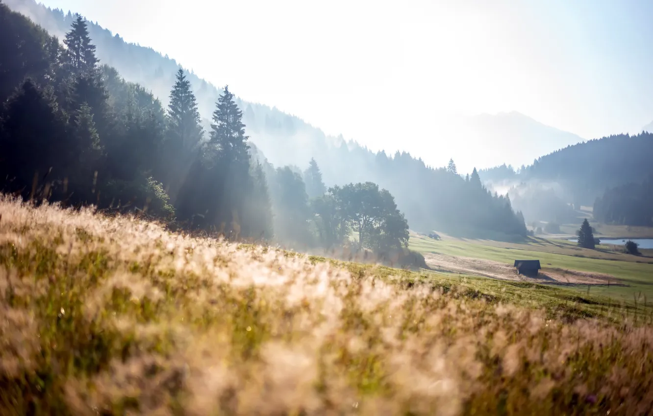 Photo wallpaper summer, fog, morning