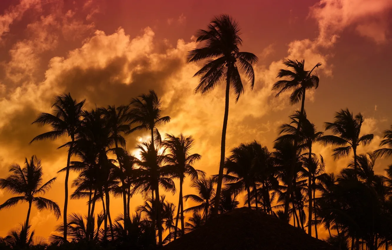 Photo wallpaper tropics, palm trees, the evening