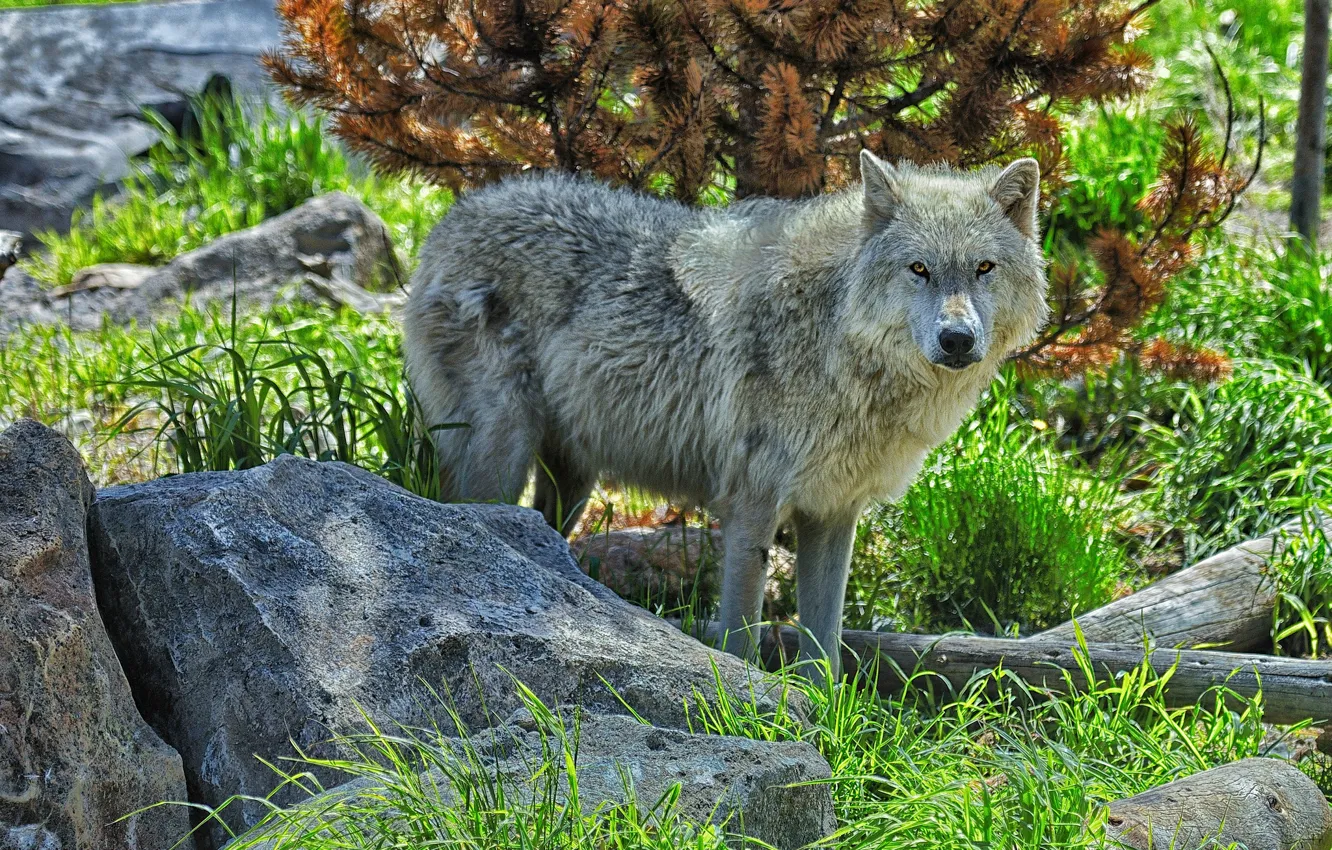Photo wallpaper stones, wolf, predator