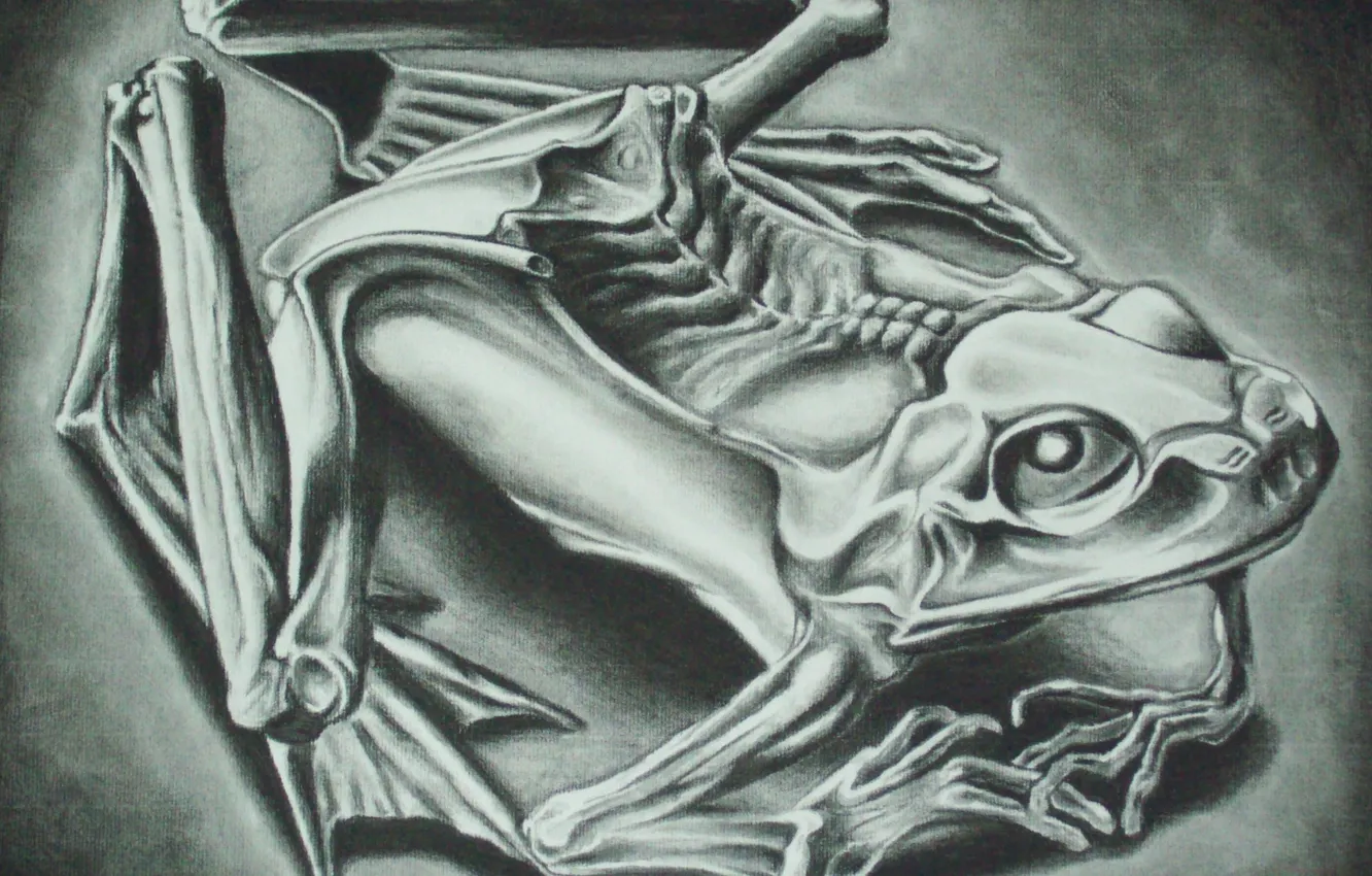 Photo wallpaper 1946, Mumified Frog, Maurits Cornelis Escher