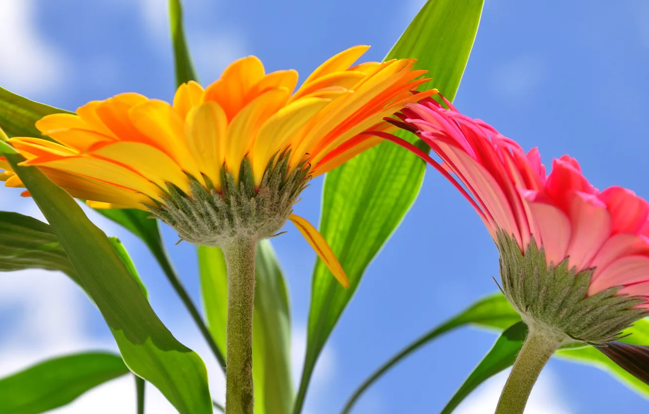 Photo wallpaper the sky, leaves, petals, stem, pair, gerbera