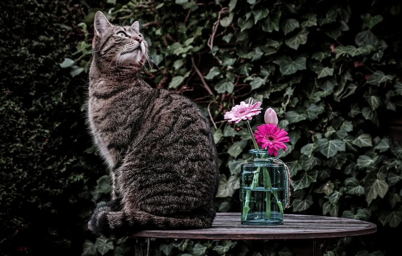 Photo wallpaper cat, cat, flowers, table