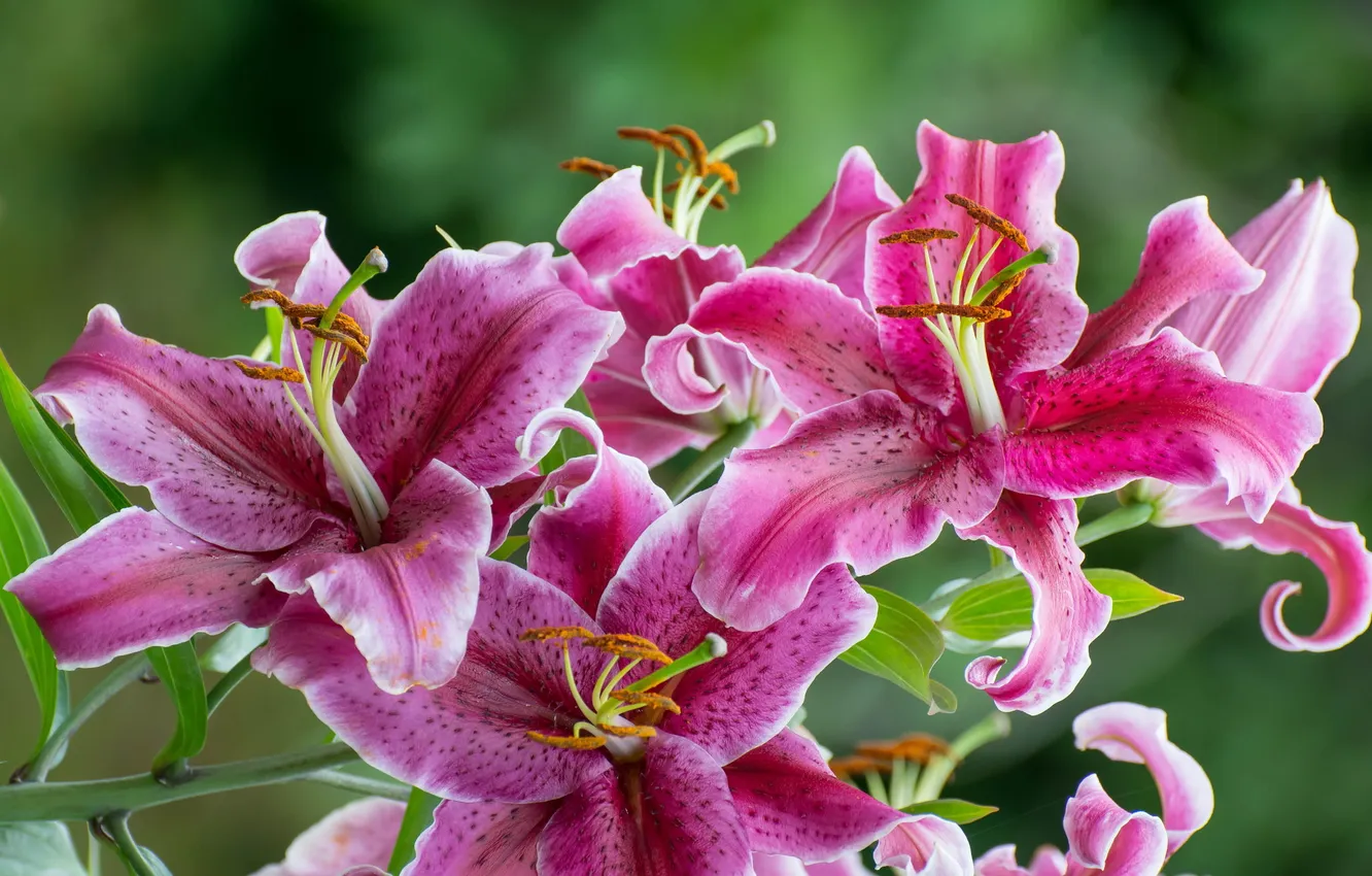 Photo wallpaper flowers, branches, Lily, petals, stamens, pink, flowering