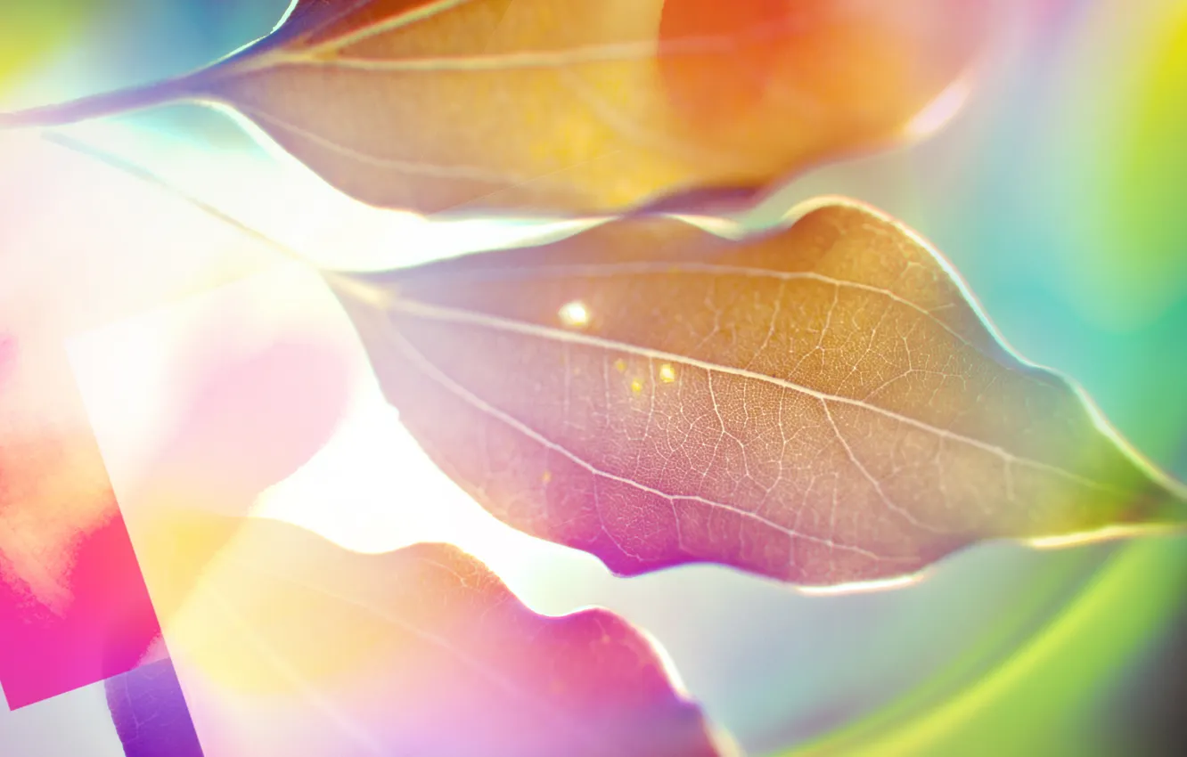 Photo wallpaper leaves, paint, different
