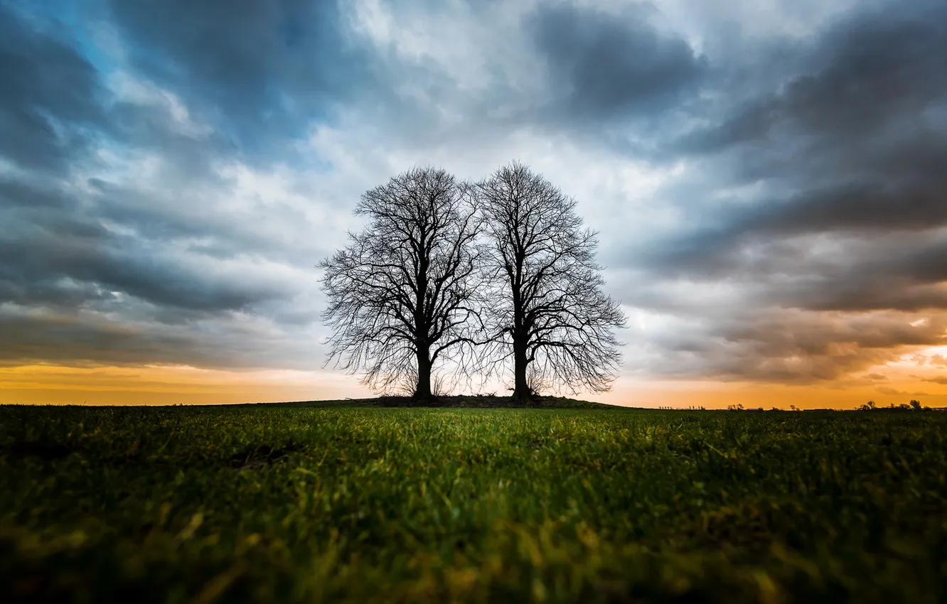 Photo wallpaper field, trees, landscape