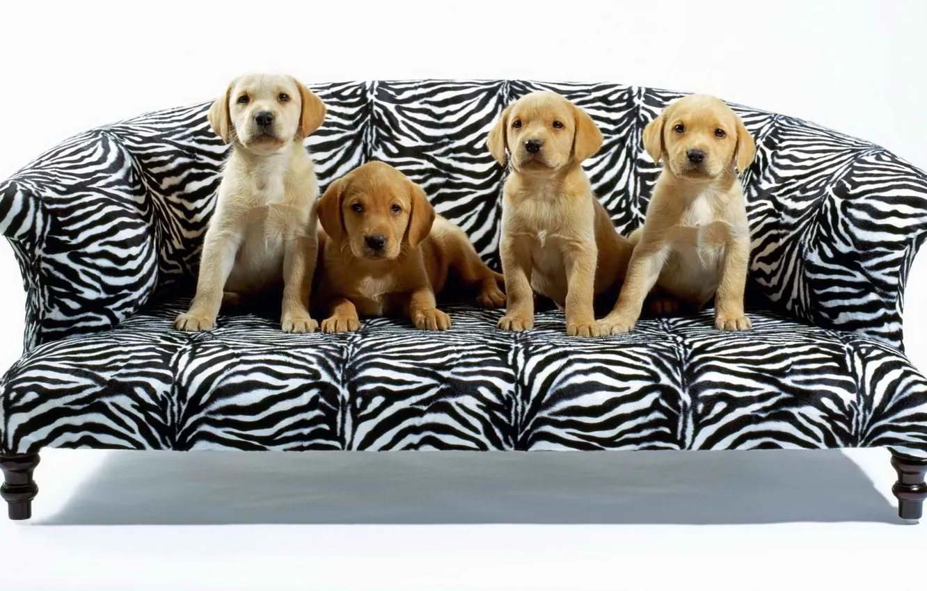 Photo wallpaper sofa, four, Dogs