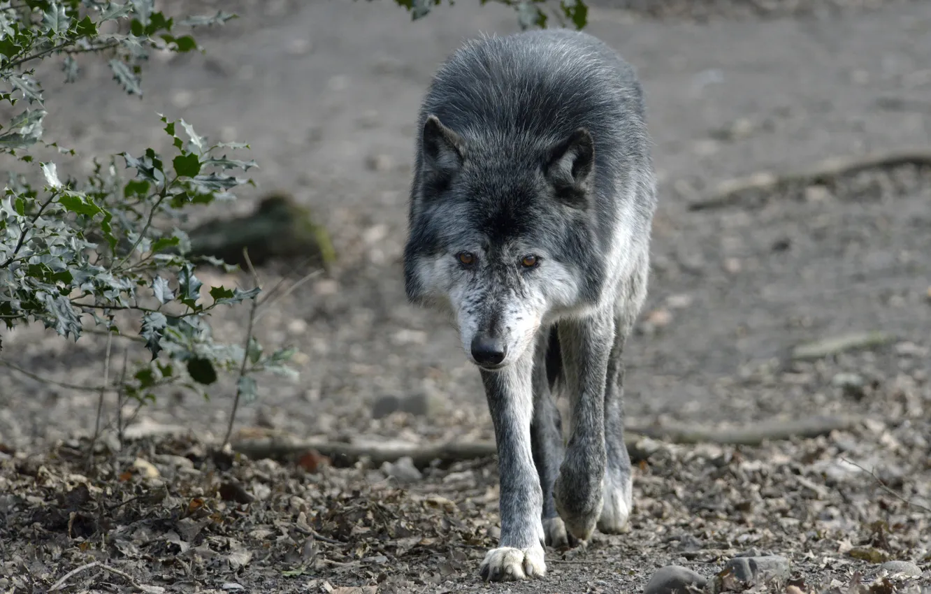 Photo wallpaper grey, wolf, predator