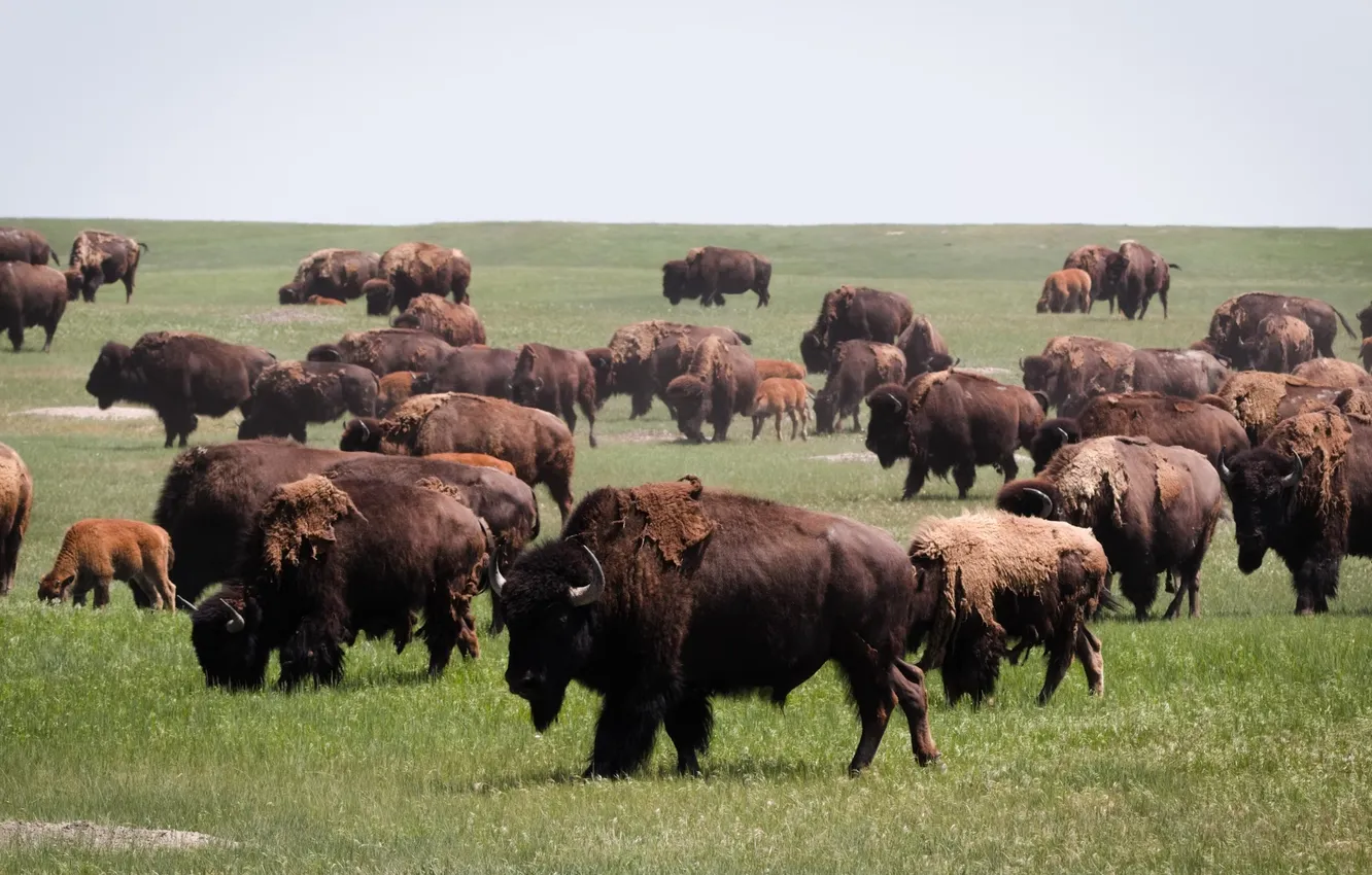 Photo wallpaper animal, wild, Bison, hurd
