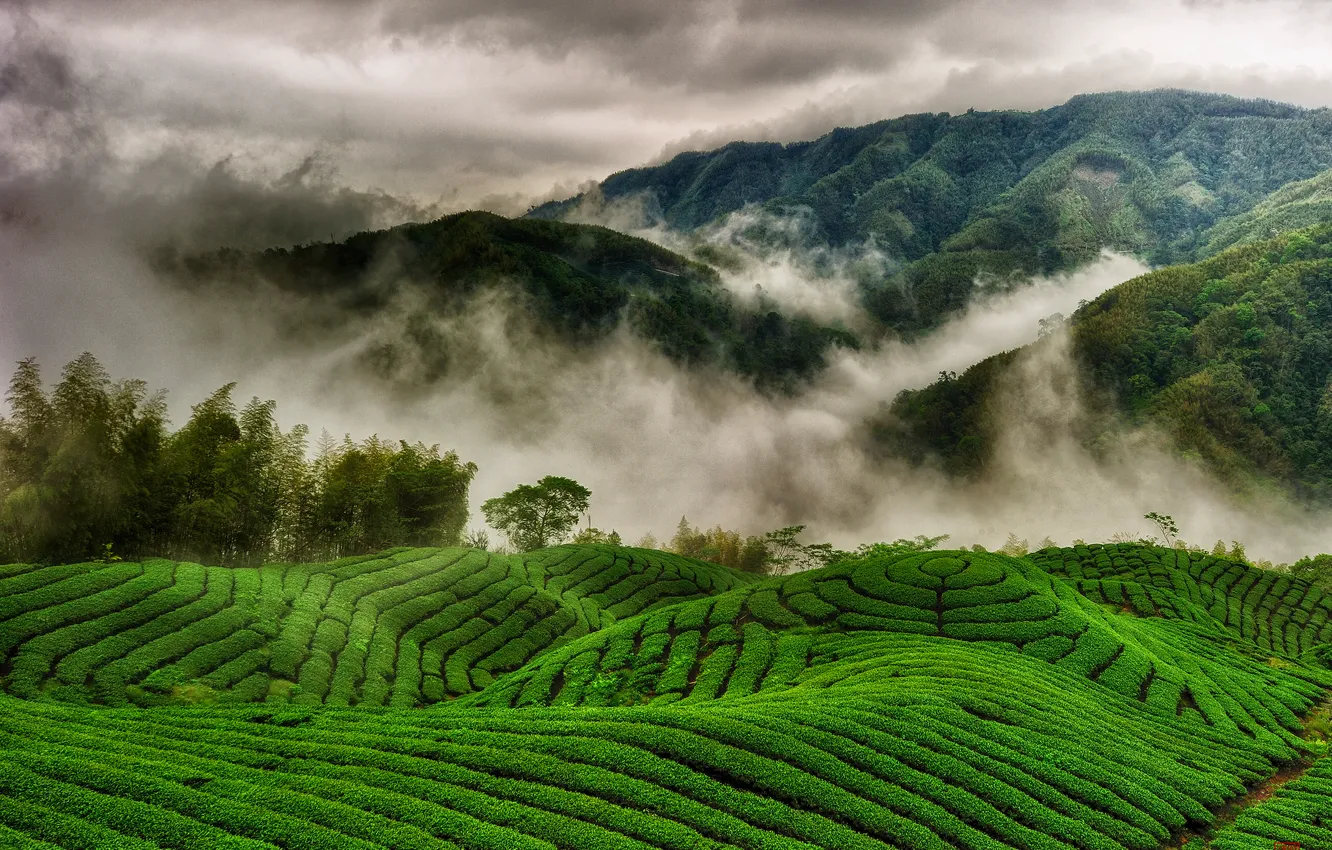 Photo wallpaper clouds, mountains, fog, hills, field, tea plantations