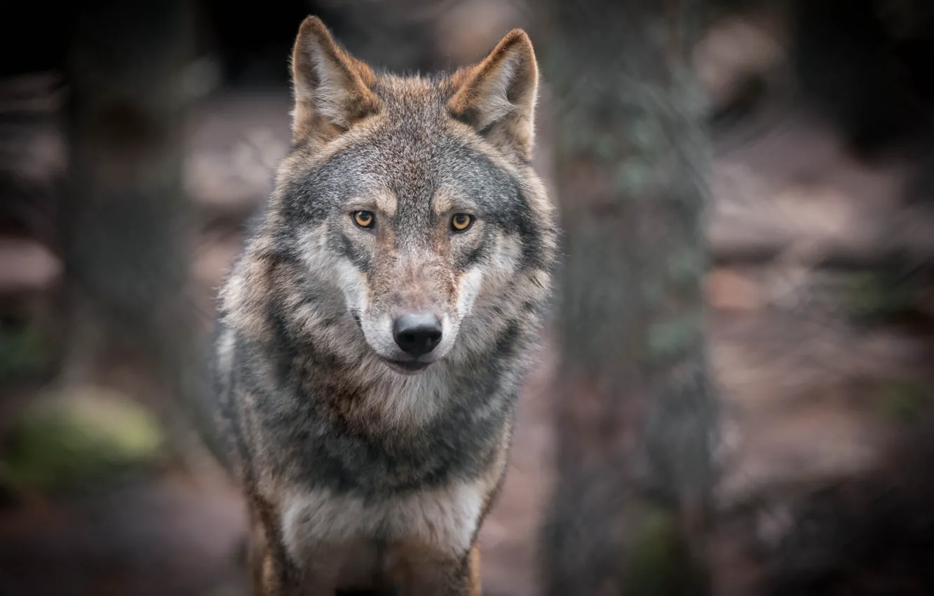 Photo wallpaper nature, predator, animal, wolf, wildlife, portrait, portrait., Canis lupus. face