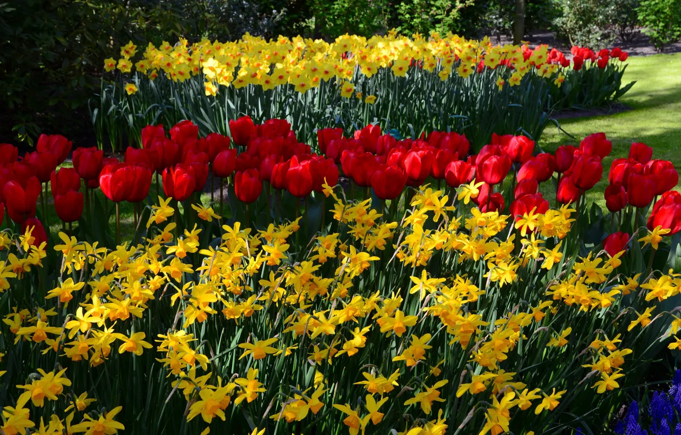 Photo wallpaper flowers, spring, tulips, flowerbed, flowering, daffodils