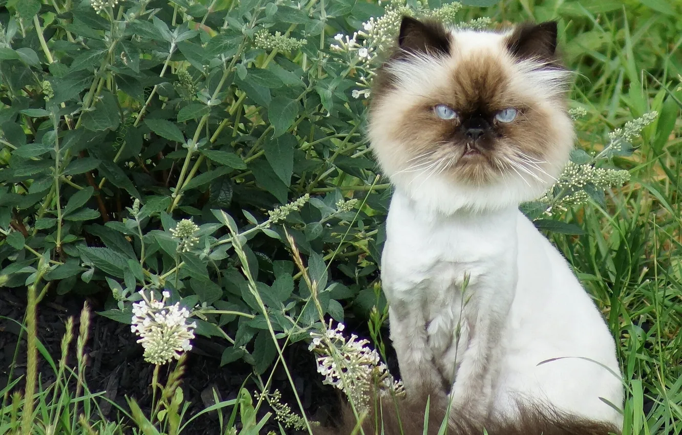 Photo wallpaper flowers, Leo, mane, Kote