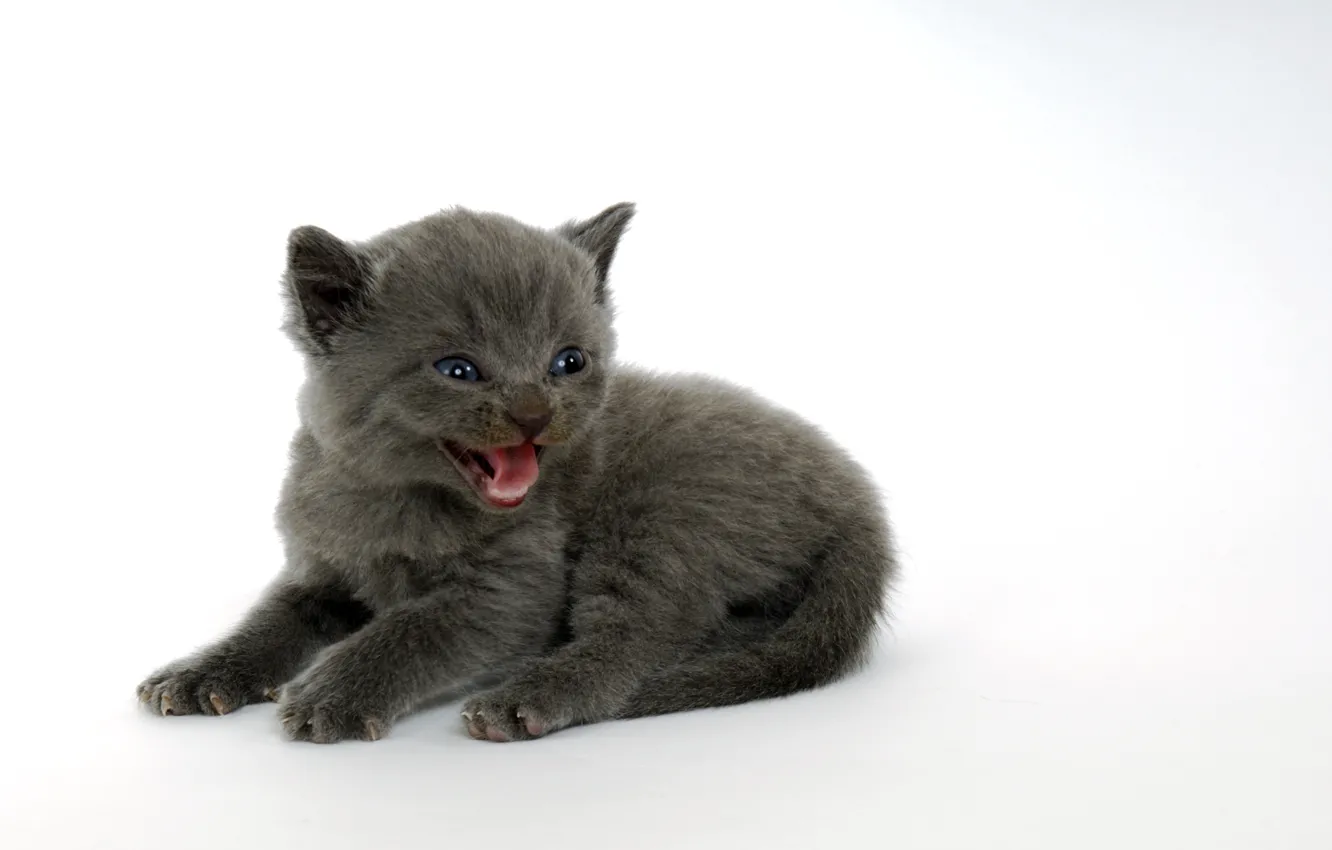 Photo wallpaper cat, grey, baby, white background, kitty, face, Squeak