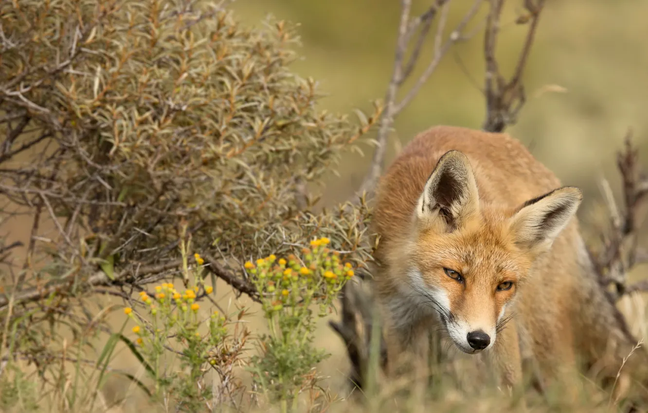 Photo wallpaper summer, nature, Fox