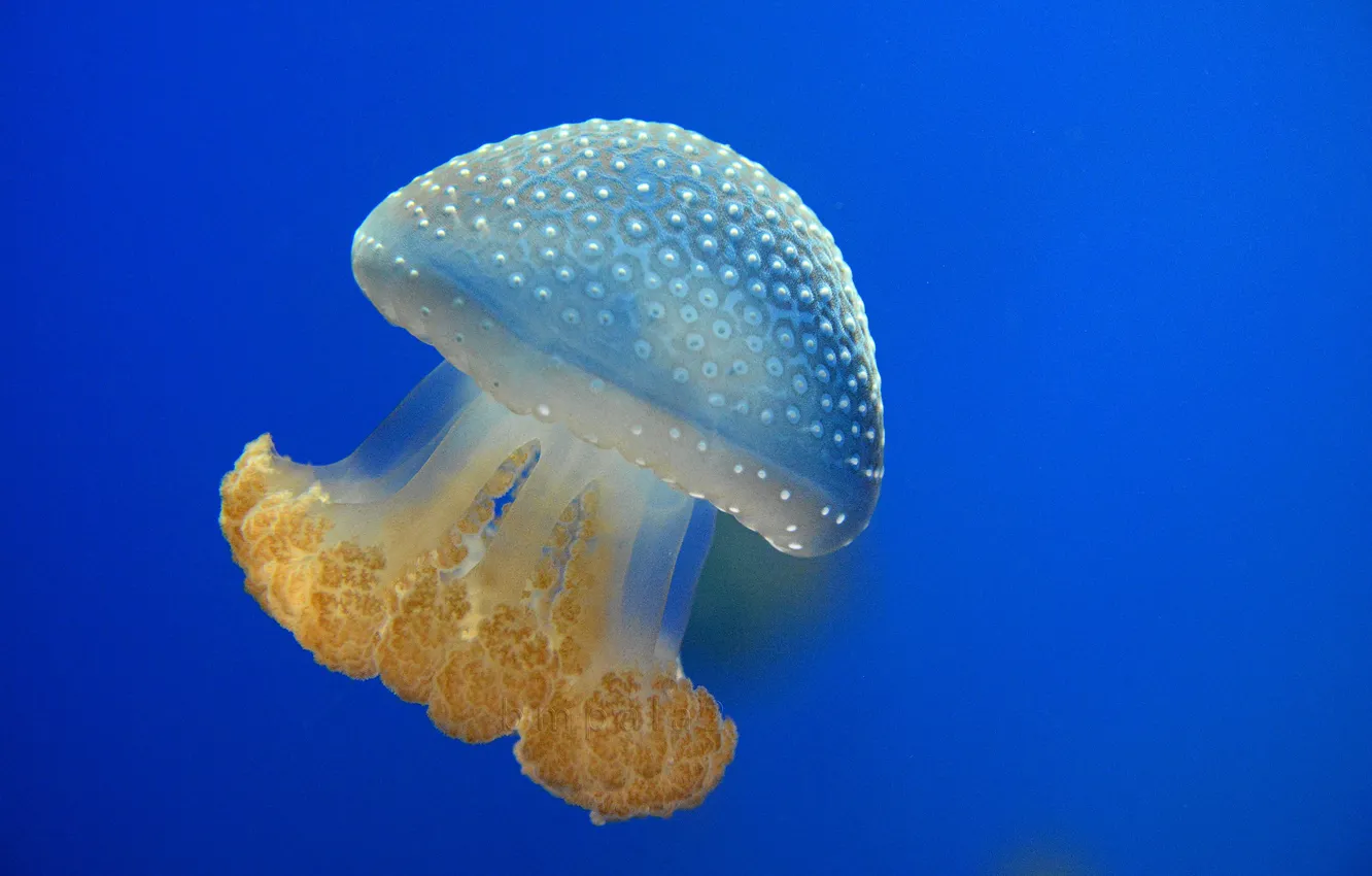 Photo wallpaper water, depth, jellyfish, floats, kornerot