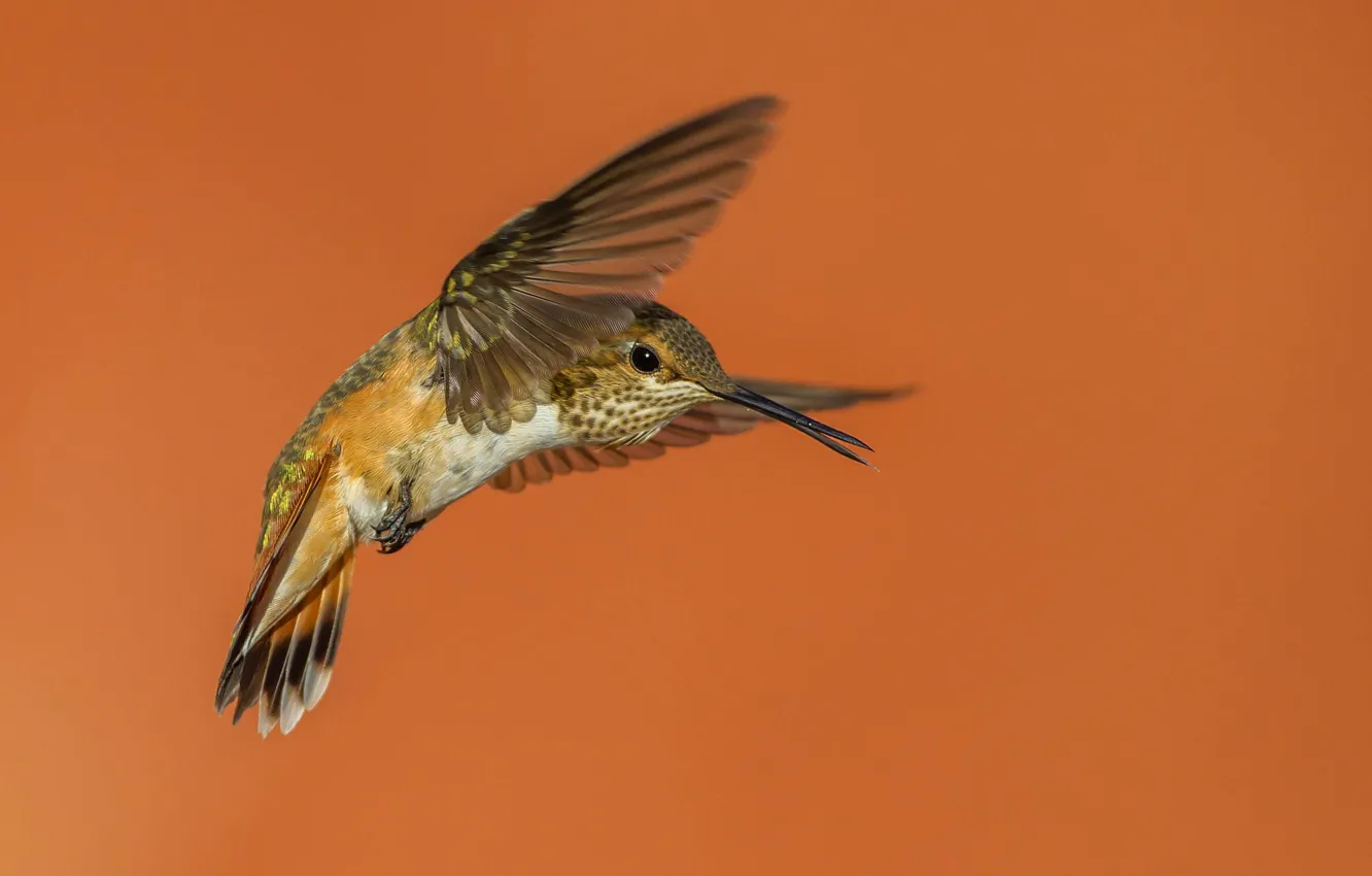 Photo wallpaper bird, wings, beak, Buffy Hummingbird