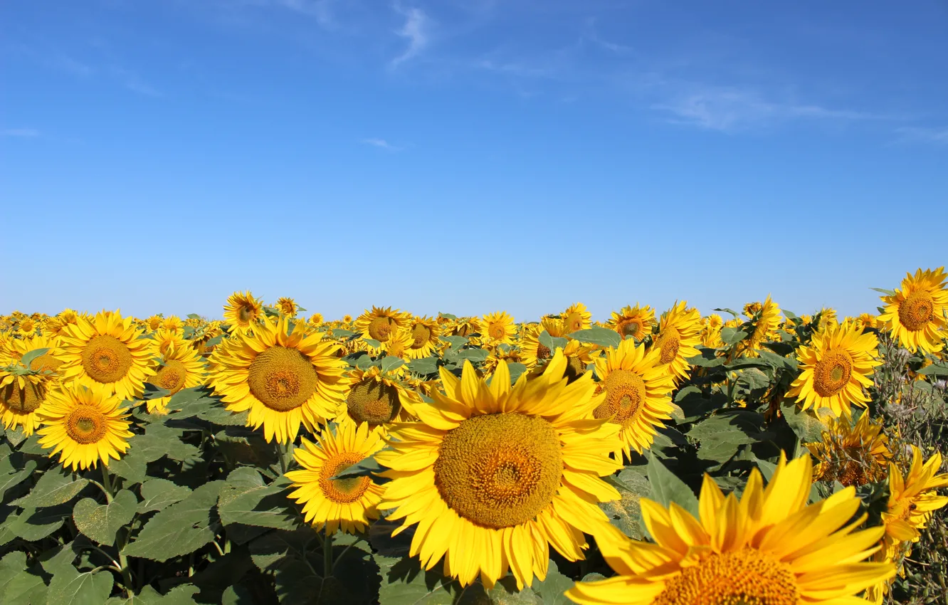 Photo wallpaper field, the sky, sunflowers