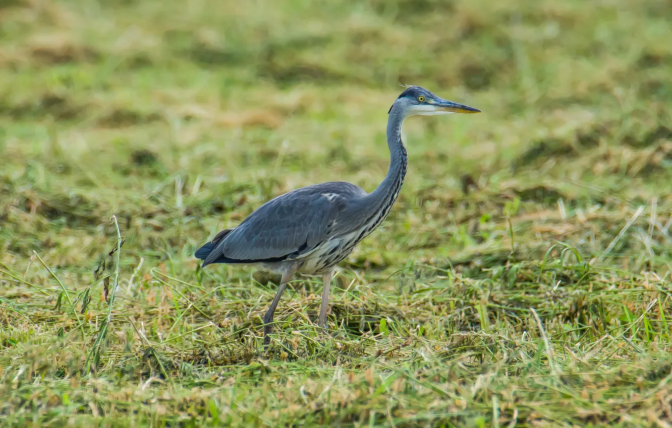 Photo wallpaper nature, bird, Heron, hunts, photohunt
