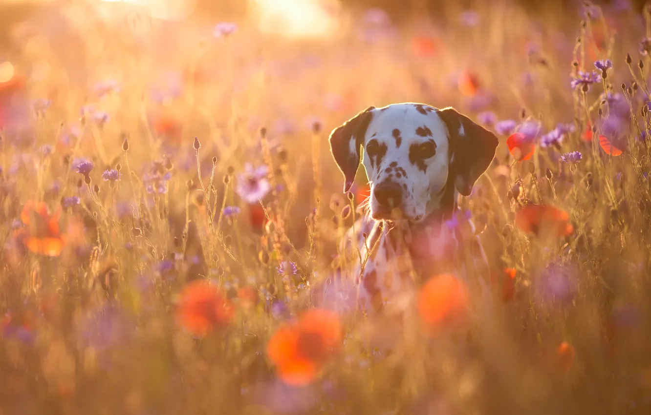 Photo wallpaper flowers, Maki, dog, Dalmatians