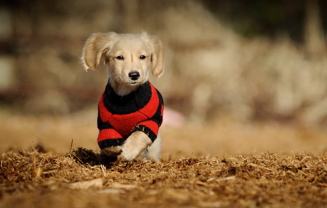 Photo wallpaper background, dog, walk