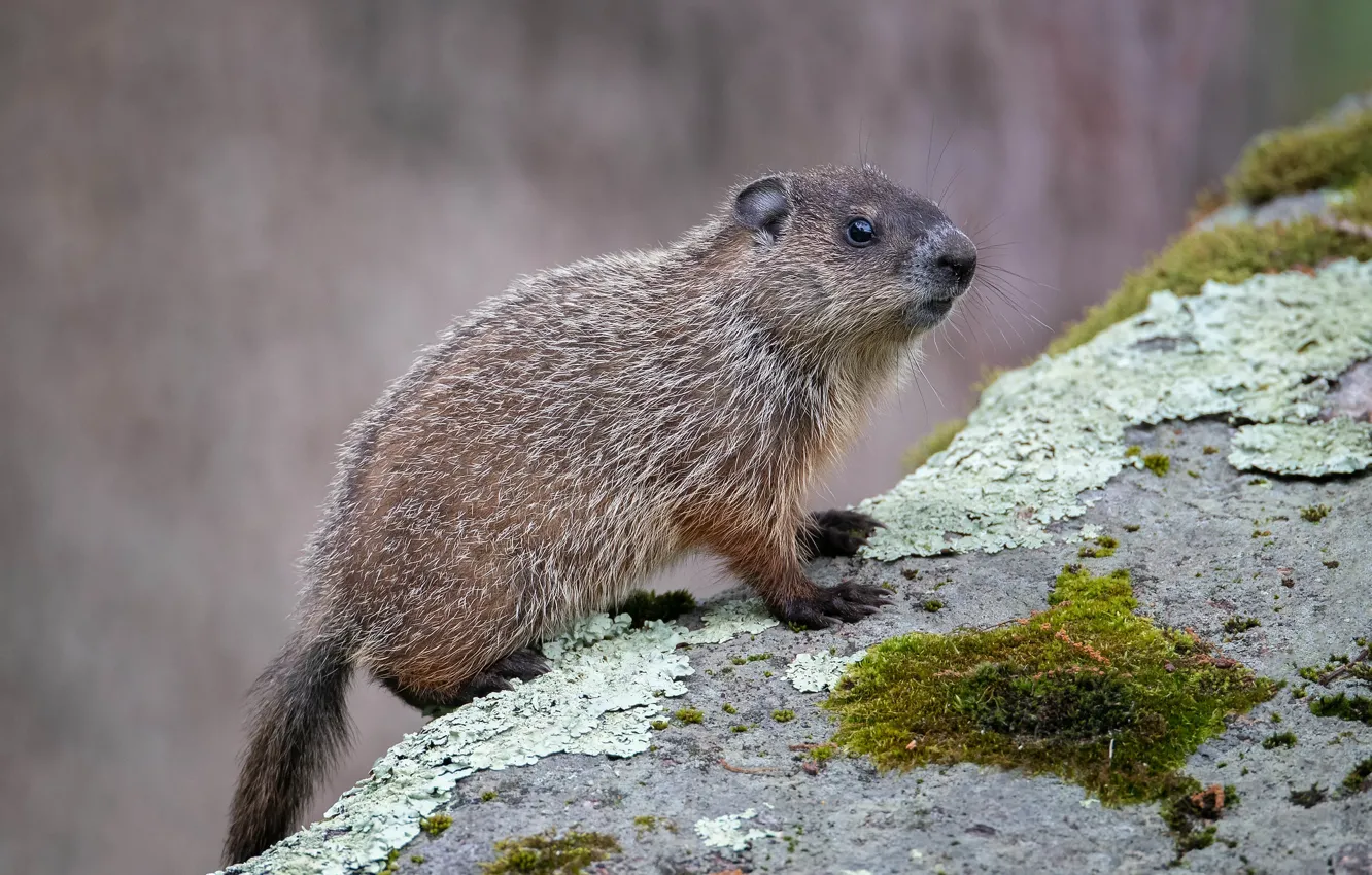 Photo wallpaper look, pose, background, stone, moss, marmot