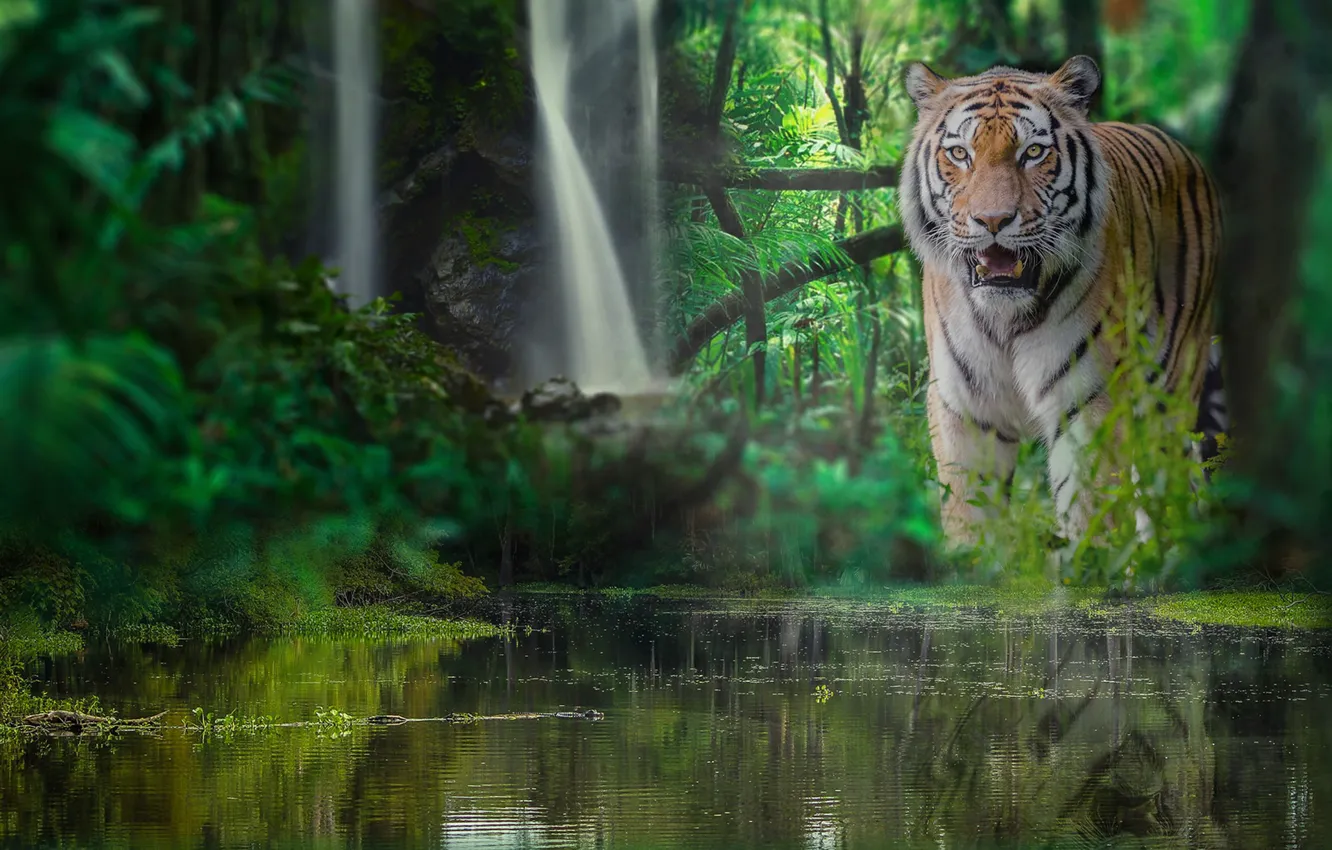 Photo wallpaper forest, water, tiger, waterfall, jungle, wild cat