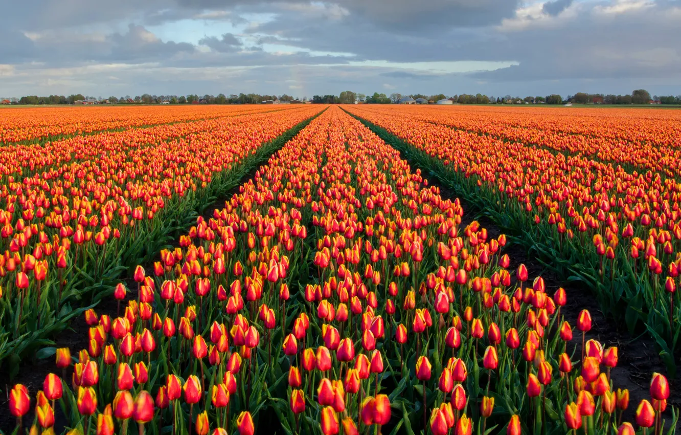 Photo wallpaper field, the sky, flowers, bright, spring, tulips, buds, the ranks