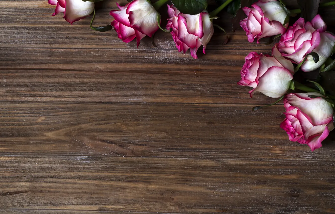 Photo wallpaper flowers, roses, pink, pink, flowers, beautiful, roses