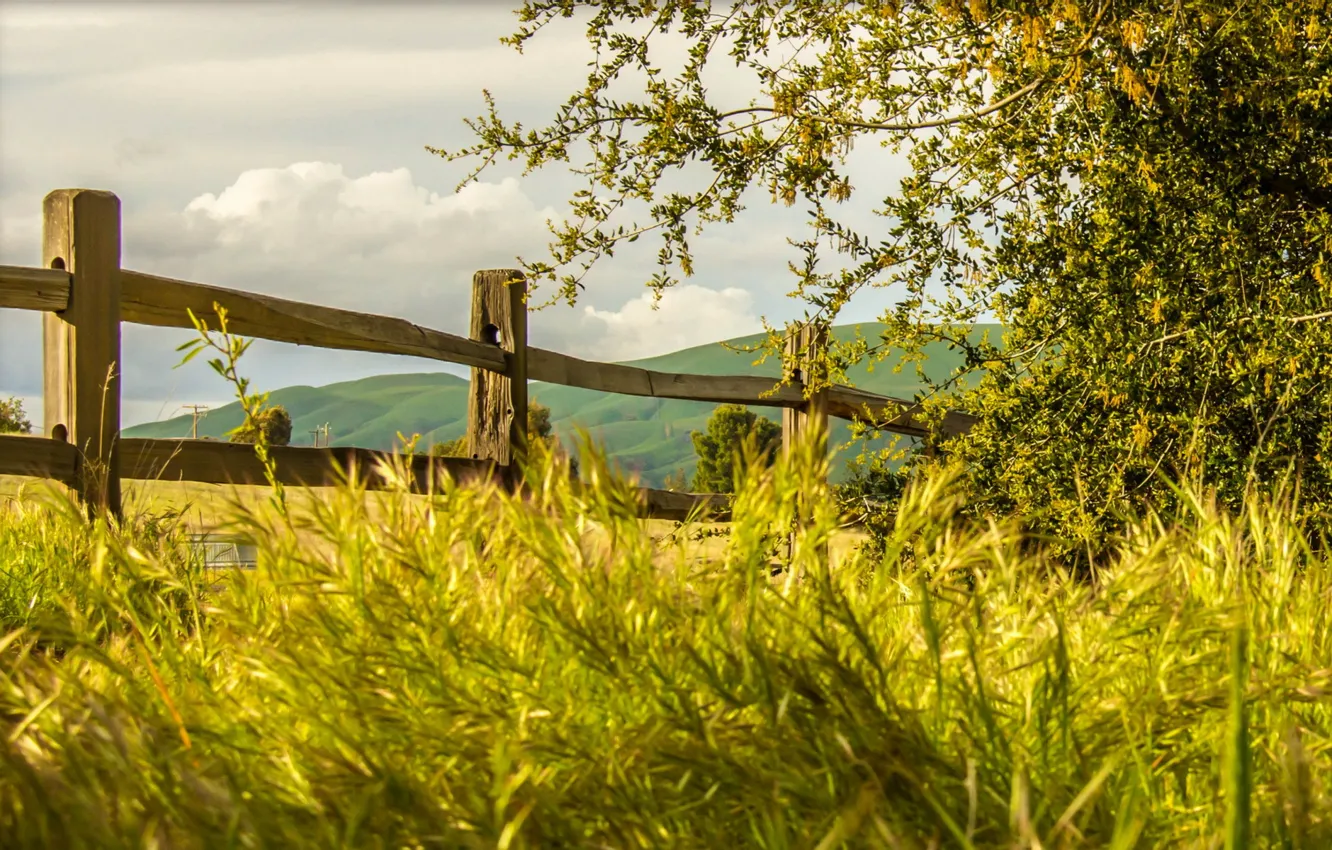 Photo wallpaper grass, nature, the fence