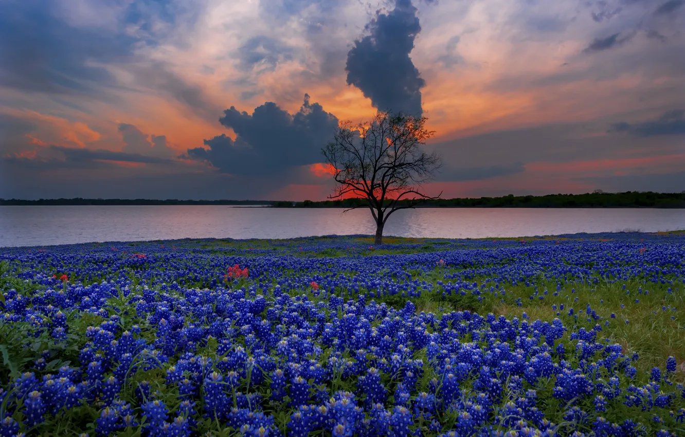 Photo wallpaper sunset, flowers, shore