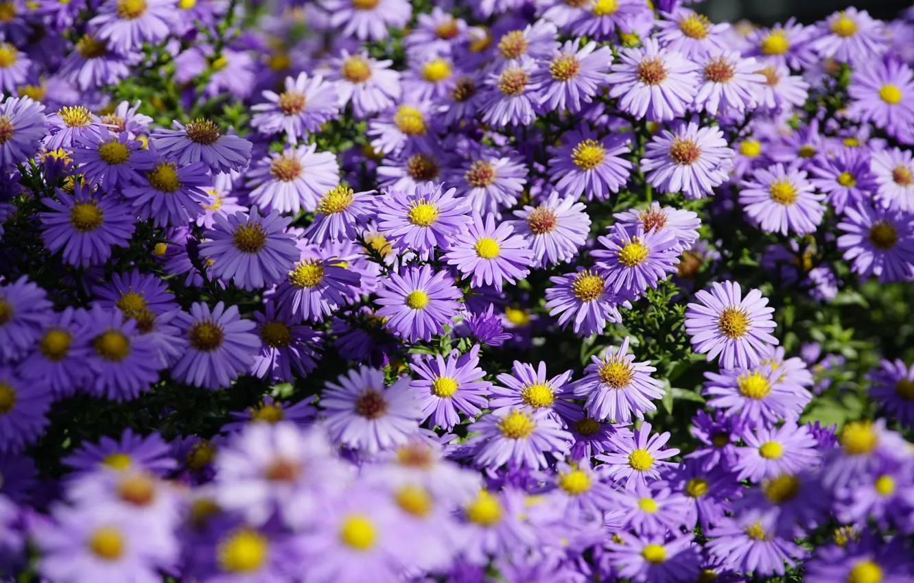 Photo wallpaper flowers, garden, flowerbed, the bushes, a lot, lilac, asters