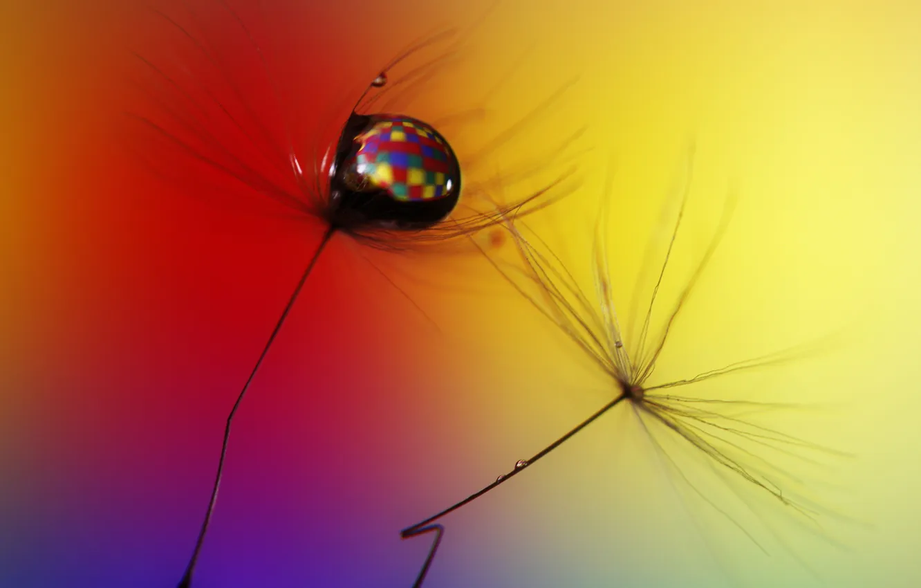 Photo wallpaper reflection, color, drop, Blik, blade of grass