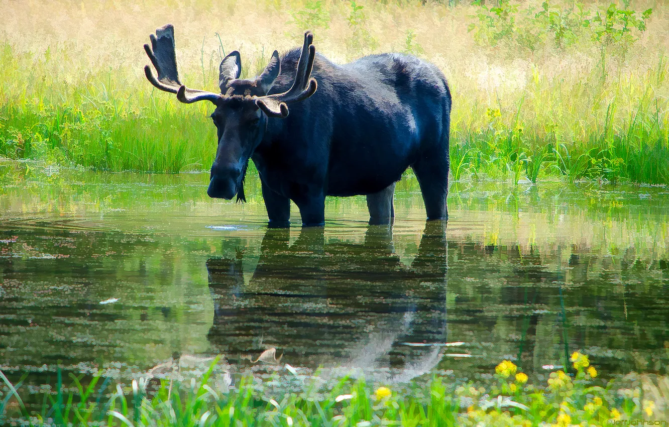 Photo wallpaper nature, river, horns, moose