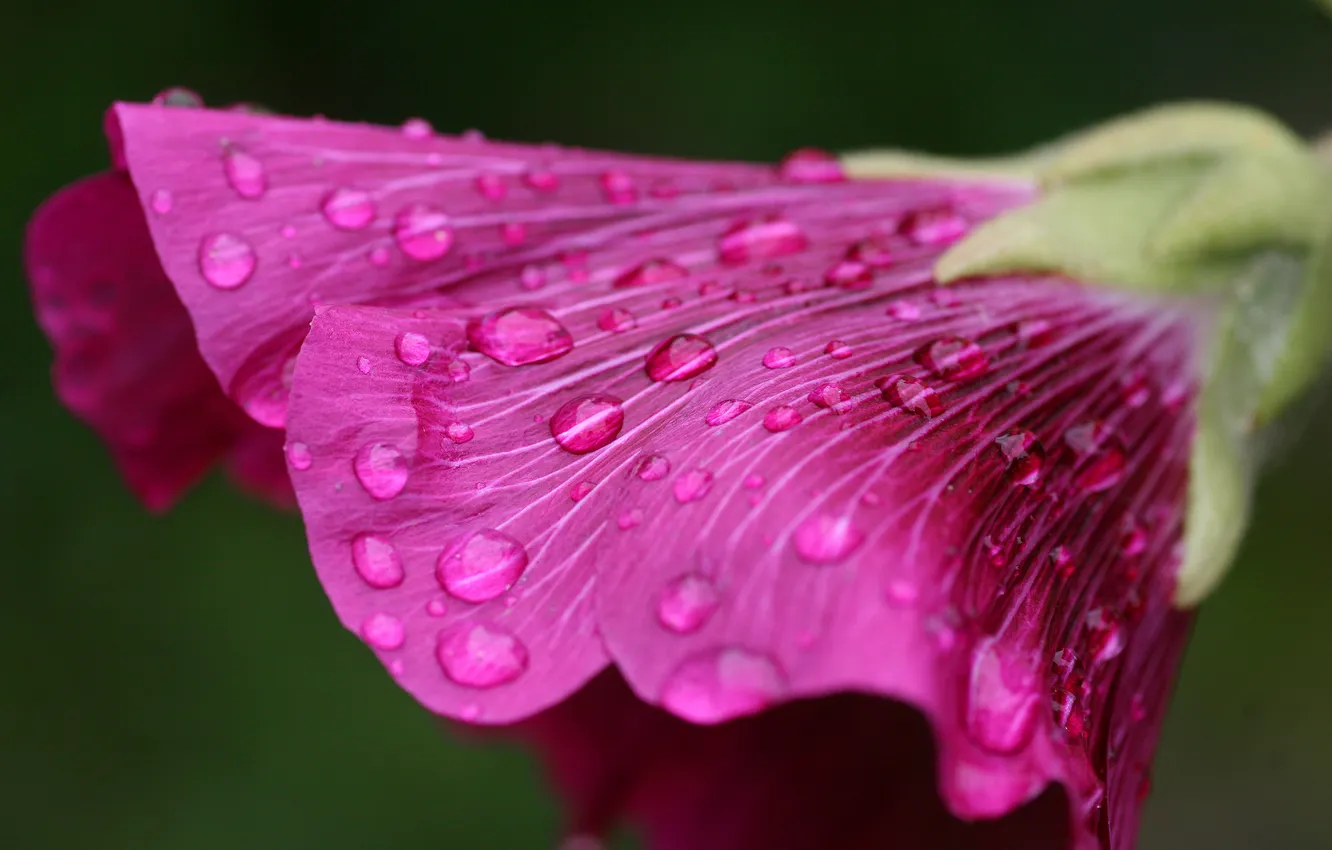 Photo wallpaper drops, macro, flowers, down, palustri