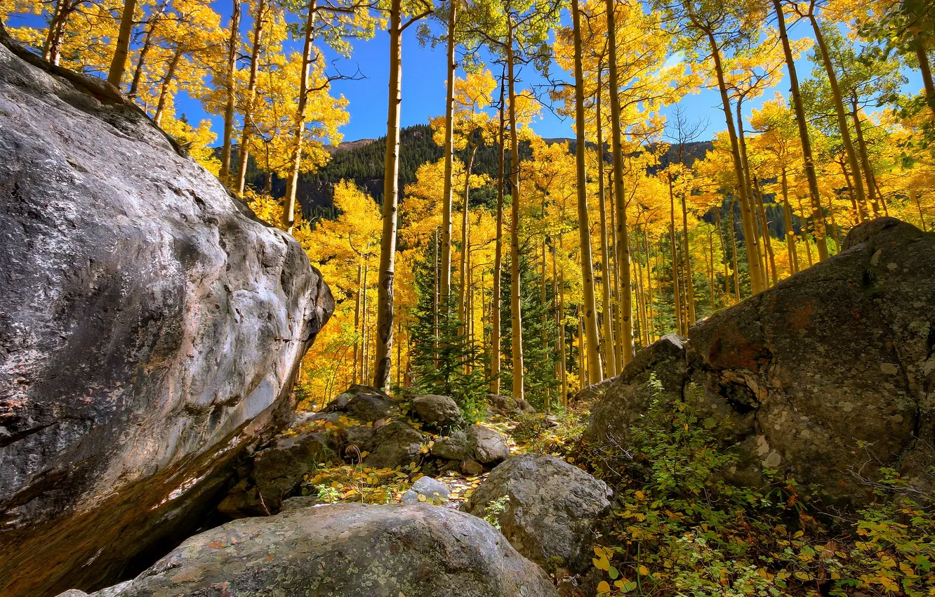 Photo wallpaper autumn, forest, the sky, leaves, trees, mountains, stones, rocks