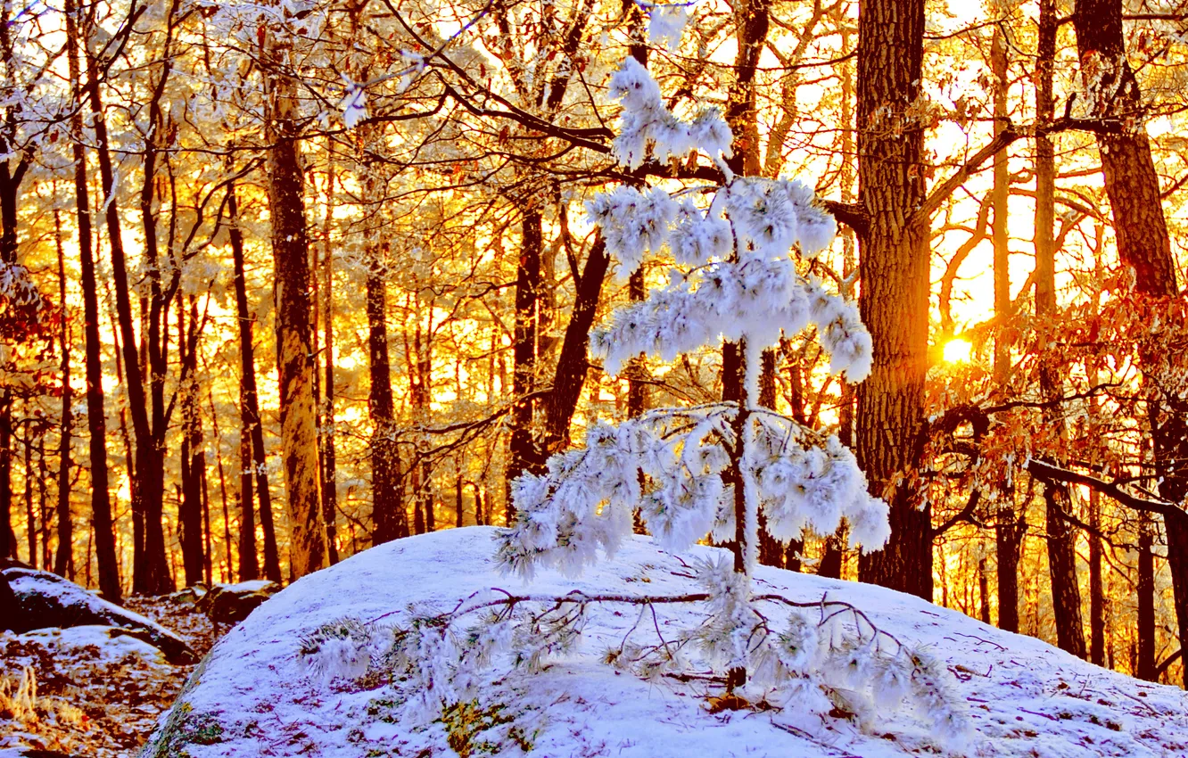 Photo wallpaper winter, forest, the sun, snow, nature, spruce