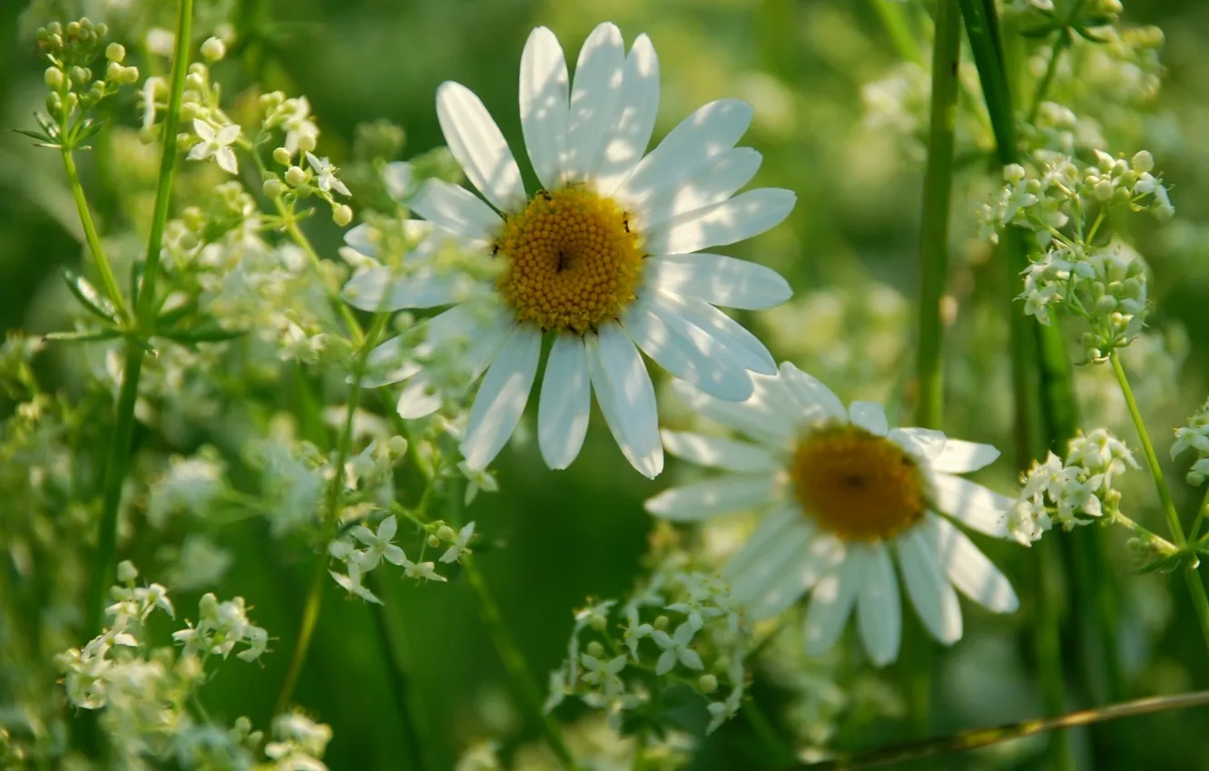 Photo wallpaper macro, chamomile, meadow