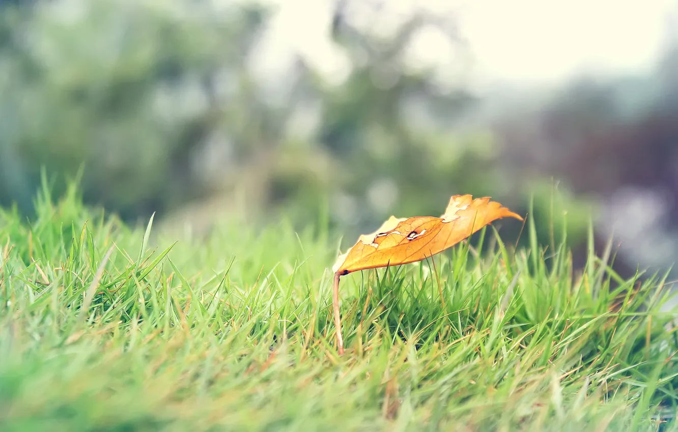 Photo wallpaper grass, leaves, yellow, nature
