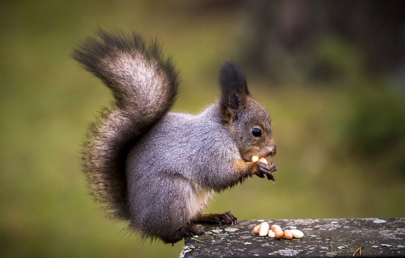 Photo wallpaper protein, tail, profile, grey, nuts, treat, meal