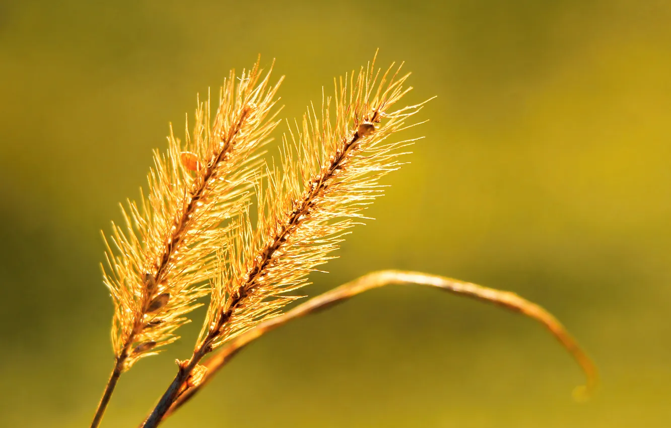 Photo wallpaper grass, two, blade