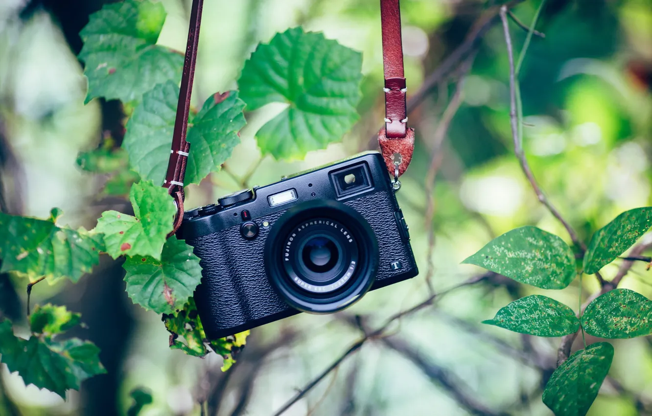 Photo wallpaper greens, background, camera