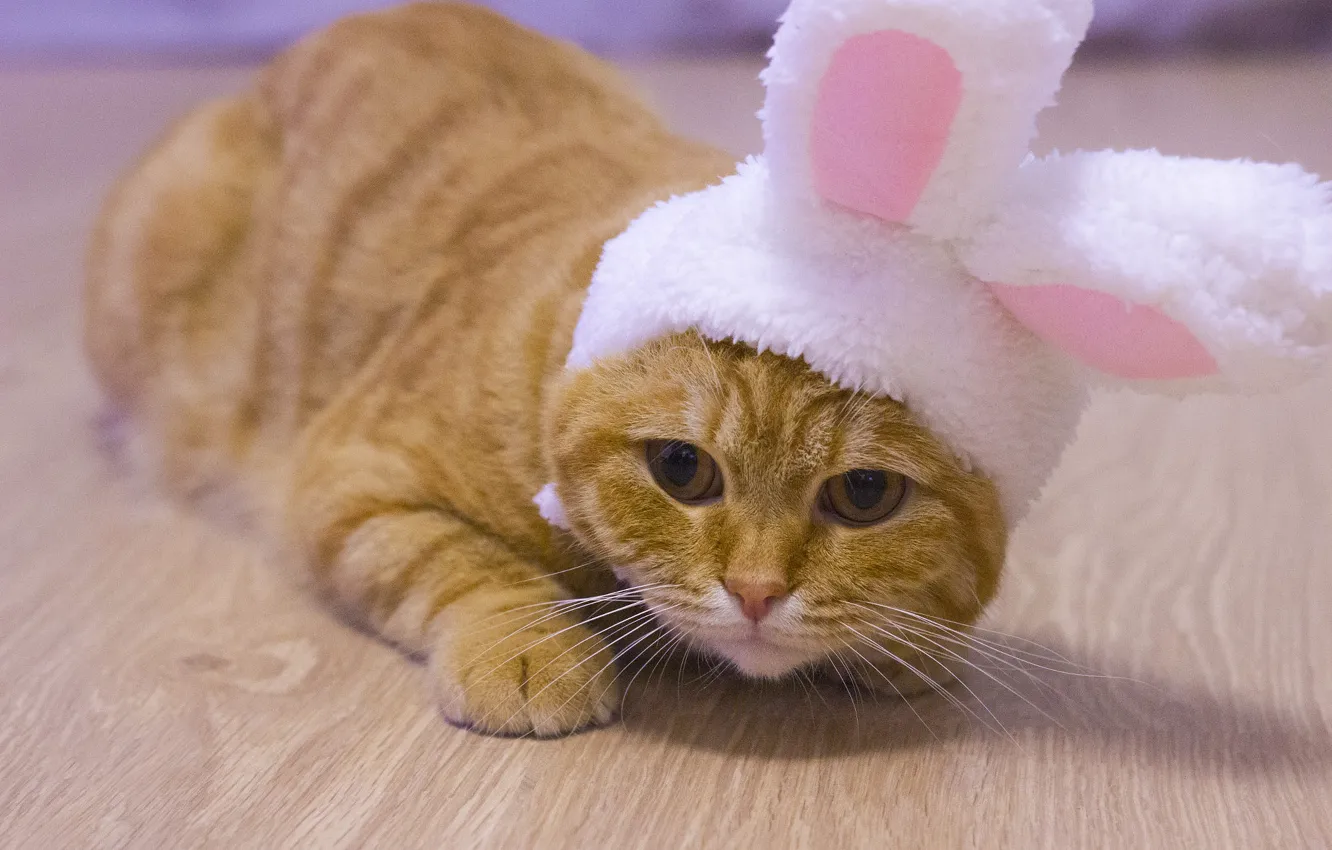Photo wallpaper cat, cat, look, pose, new year, legs, rabbit, lies