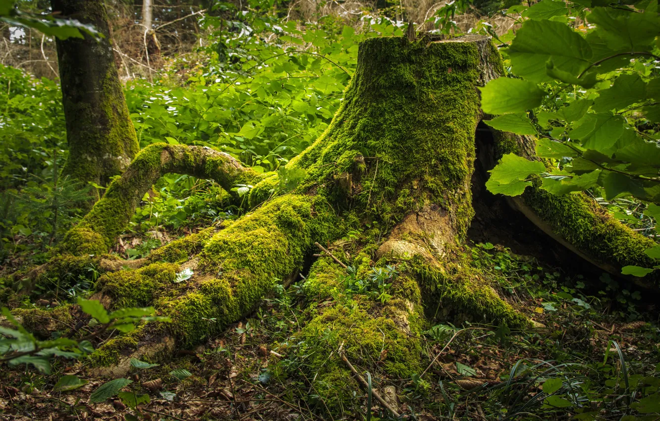 Photo wallpaper forest, nature, roots, moss, stump