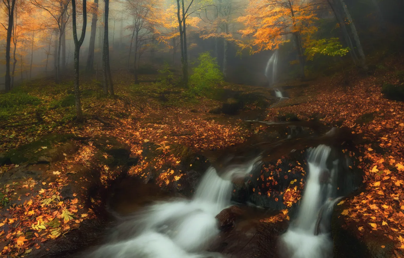 Photo wallpaper autumn, forest, fog, river