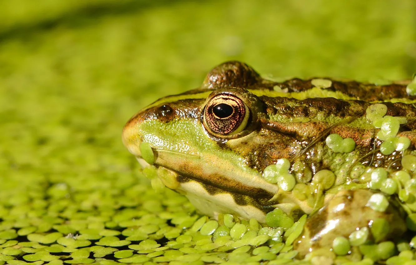 Photo wallpaper portrait, frog, pond, toad, duckweed